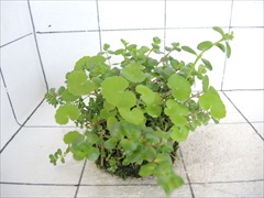 侘び草モスベース No.2