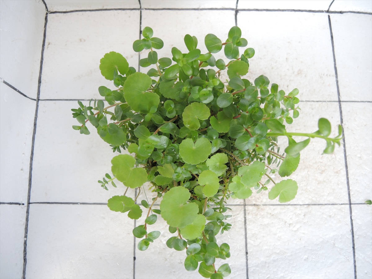 侘び草モスベース No.2の写真3