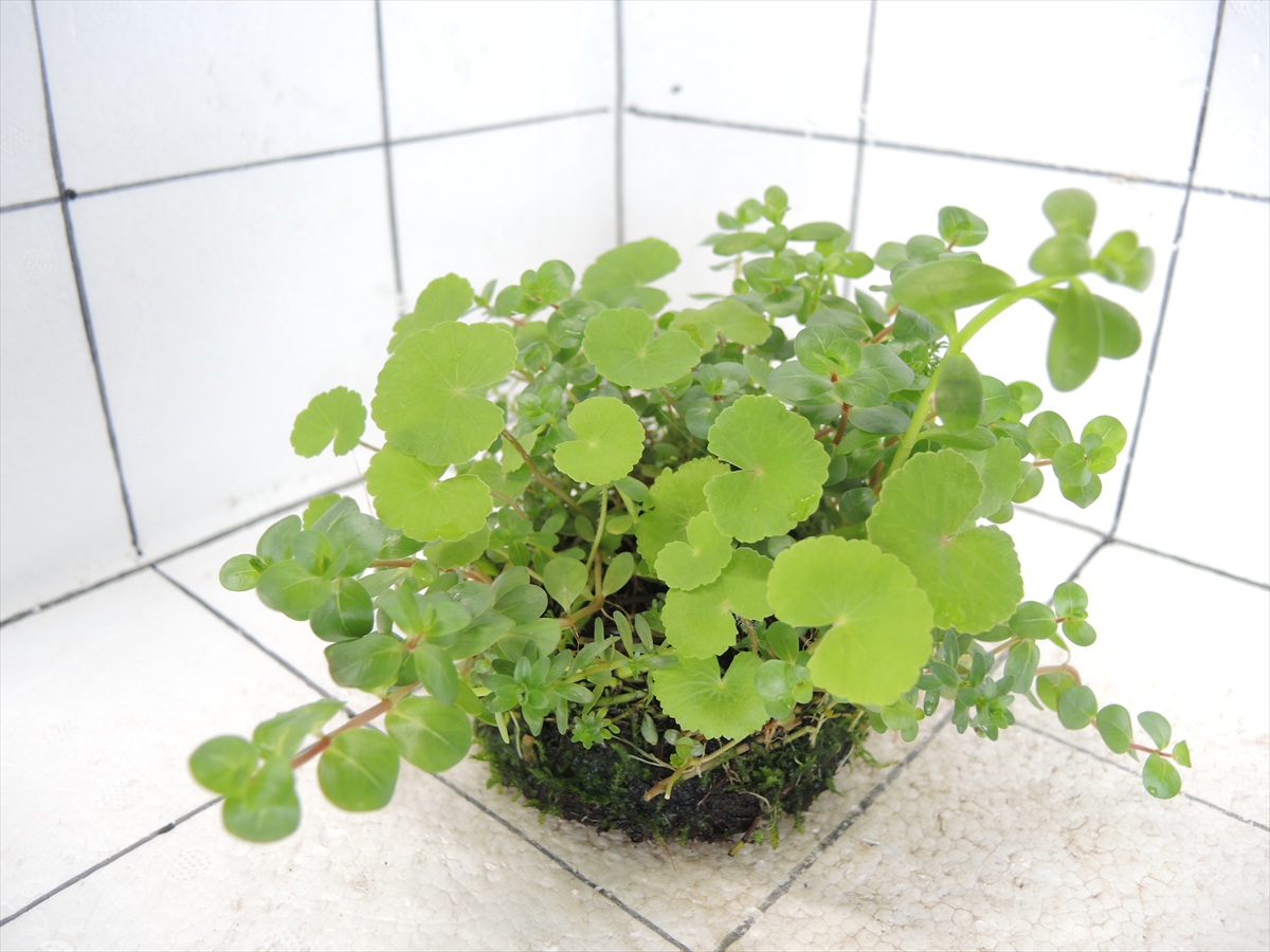 侘び草モスベース No.2の写真4