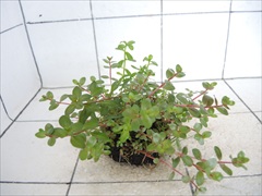 侘び草かれんNo.1