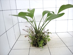 侘び草エキノMIX No.1