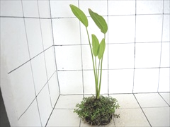 侘び草エキノMIX No.2