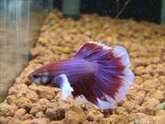 ベタ ダンボ ハーフムーン オス  No.1