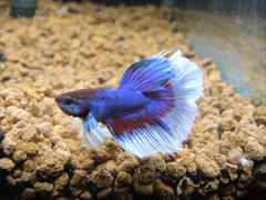 ベタ ダンボ ハーフムーン オス No.2