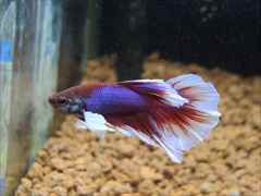 ベタ ダンボ  ハーフムーン オス No.3