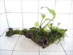 アヌビアス+ミクロソリウム+モス付流木01