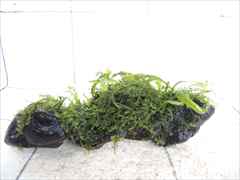 ミクロソリウム+モス付流木02