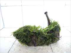 ミクロソリウム+モス付流木03