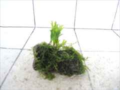ミクロソリウム+モス付流木07