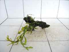 ボルビティス+モス付流木08