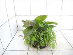 侘び草エキノMIX No.2