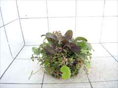 侘び草エキノMIX No.3