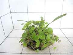 侘び草エキノMIX No.5