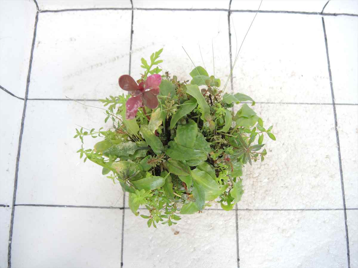 侘び草クリプトMIX No.1の写真3