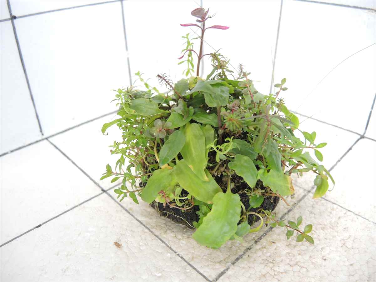 侘び草クリプトMIX No.1の写真4