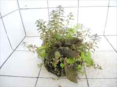 侘び草クリプトMIX No.3