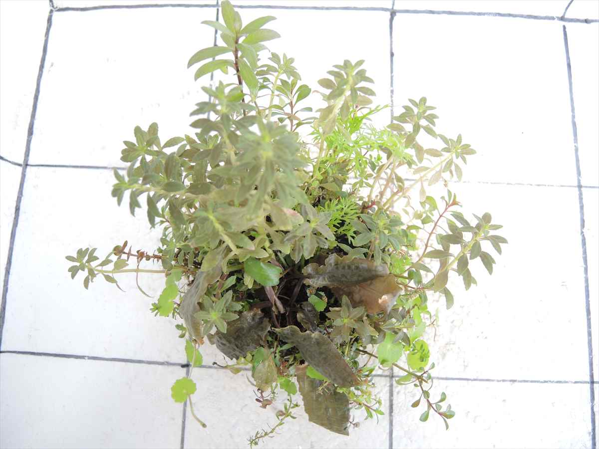 侘び草クリプトMIX No.3の写真3