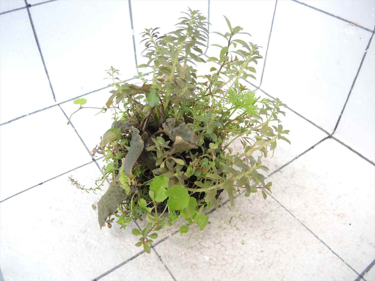 侘び草クリプトMIX No.3の写真4