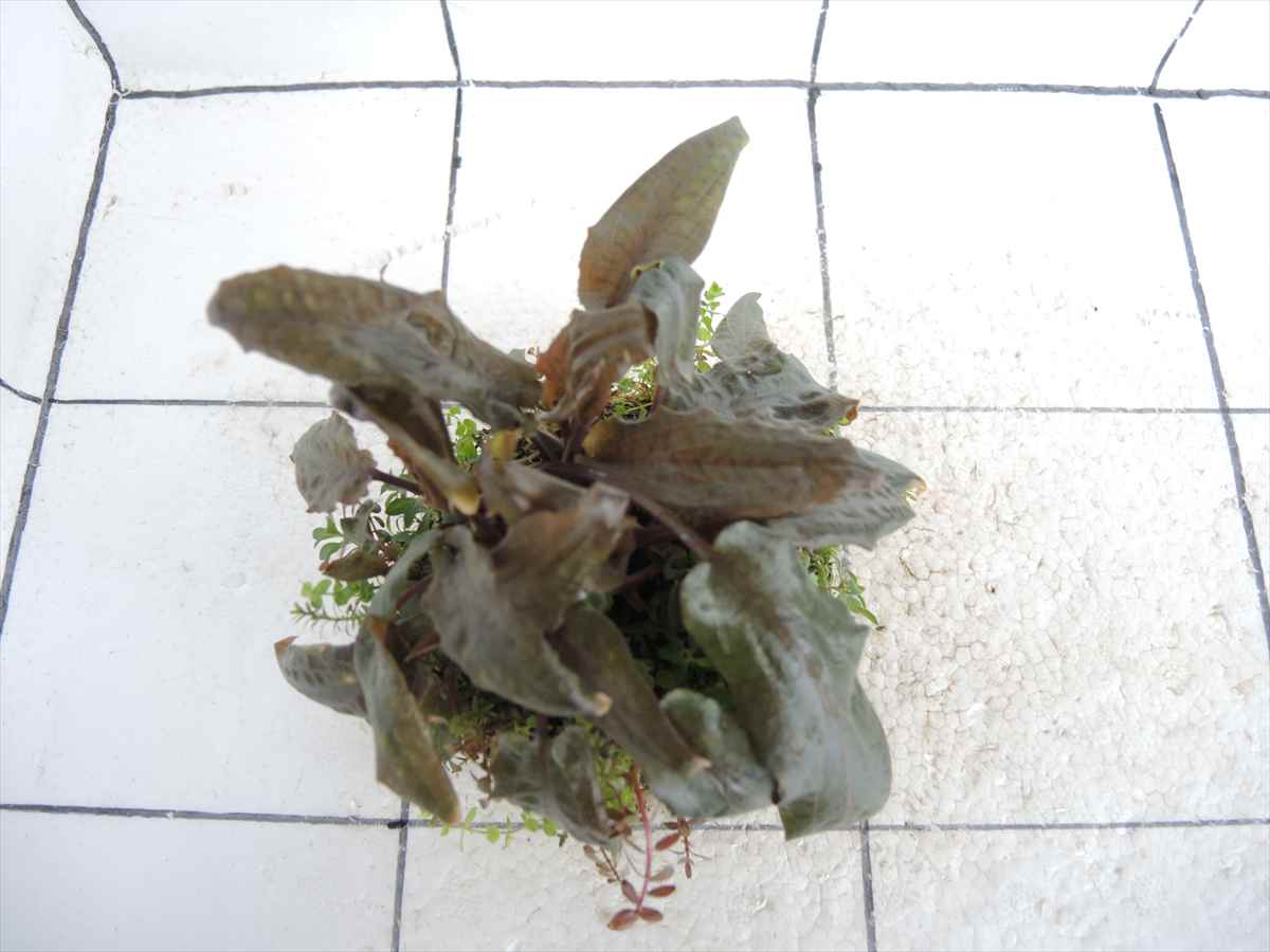 侘び草クリプトMIX No.4の写真3