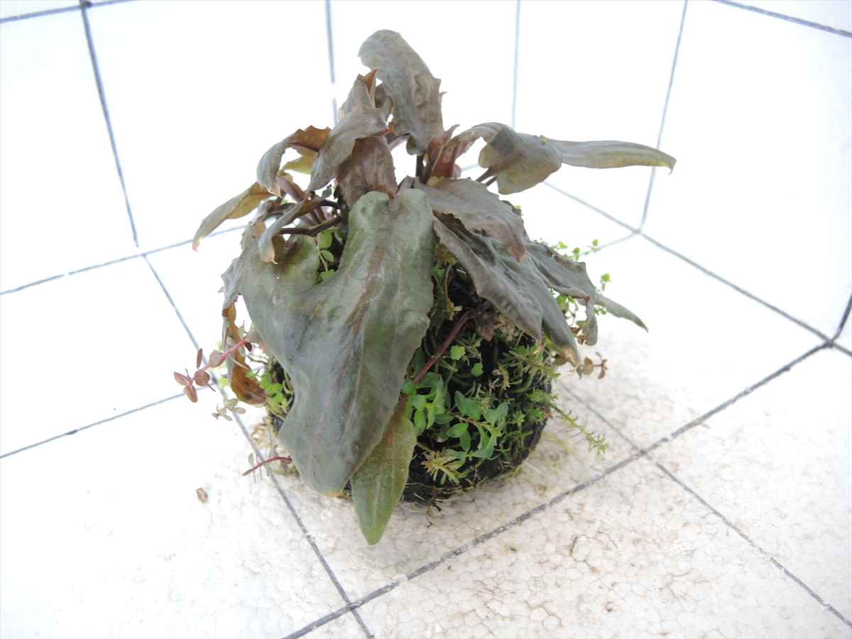 侘び草クリプトMIX No.4の写真4