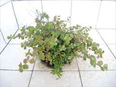 侘び草有茎草MIX No.2