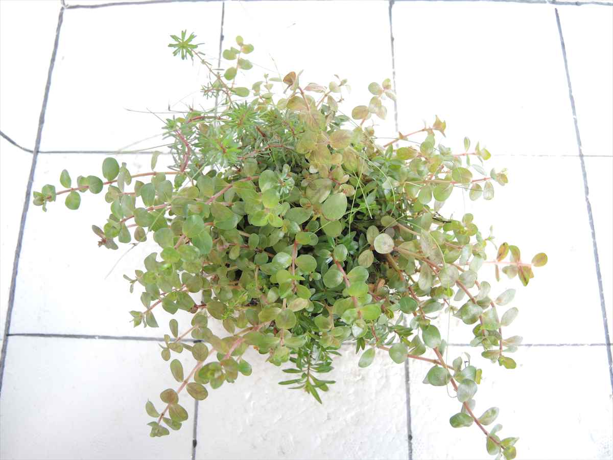 侘び草有茎草MIX No.2の写真3