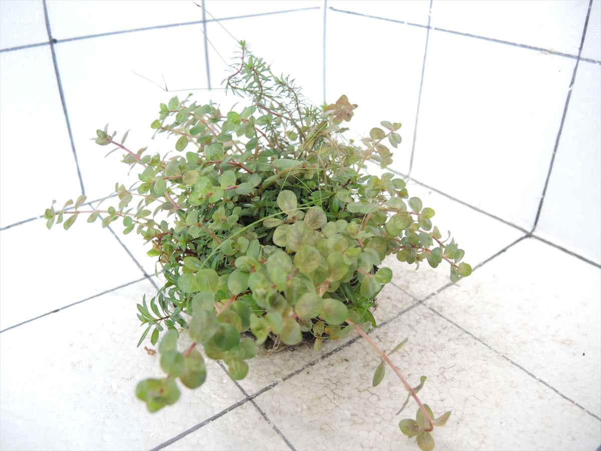 侘び草有茎草MIX No.2の写真4