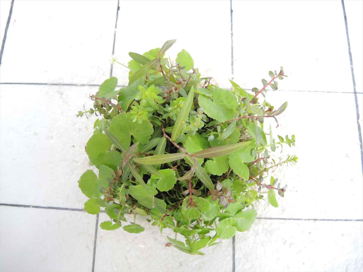 侘び草有茎草MIX No.3の写真3