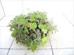 侘び草有茎草MIX No.5