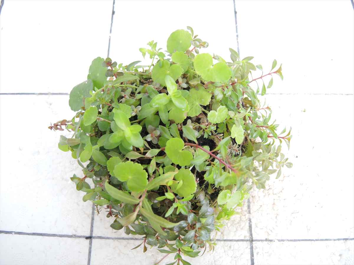 侘び草有茎草MIX No.5の写真3