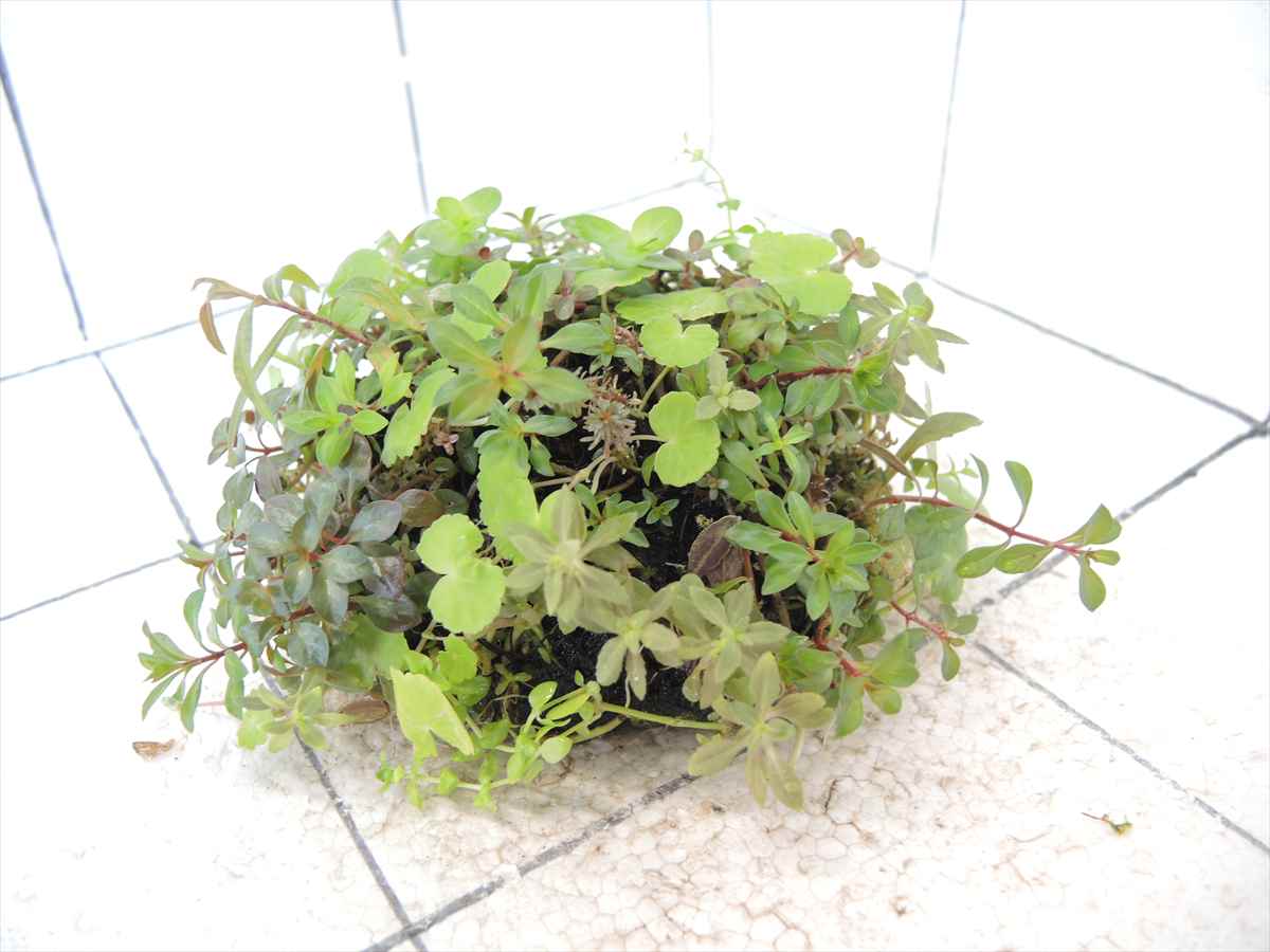 侘び草有茎草MIX No.5の写真4