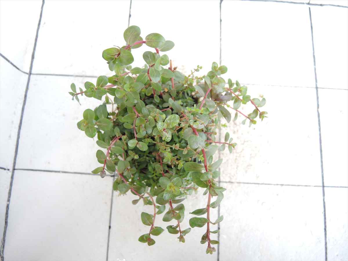 侘び草有茎草 (赤系) MIX No.1の写真3