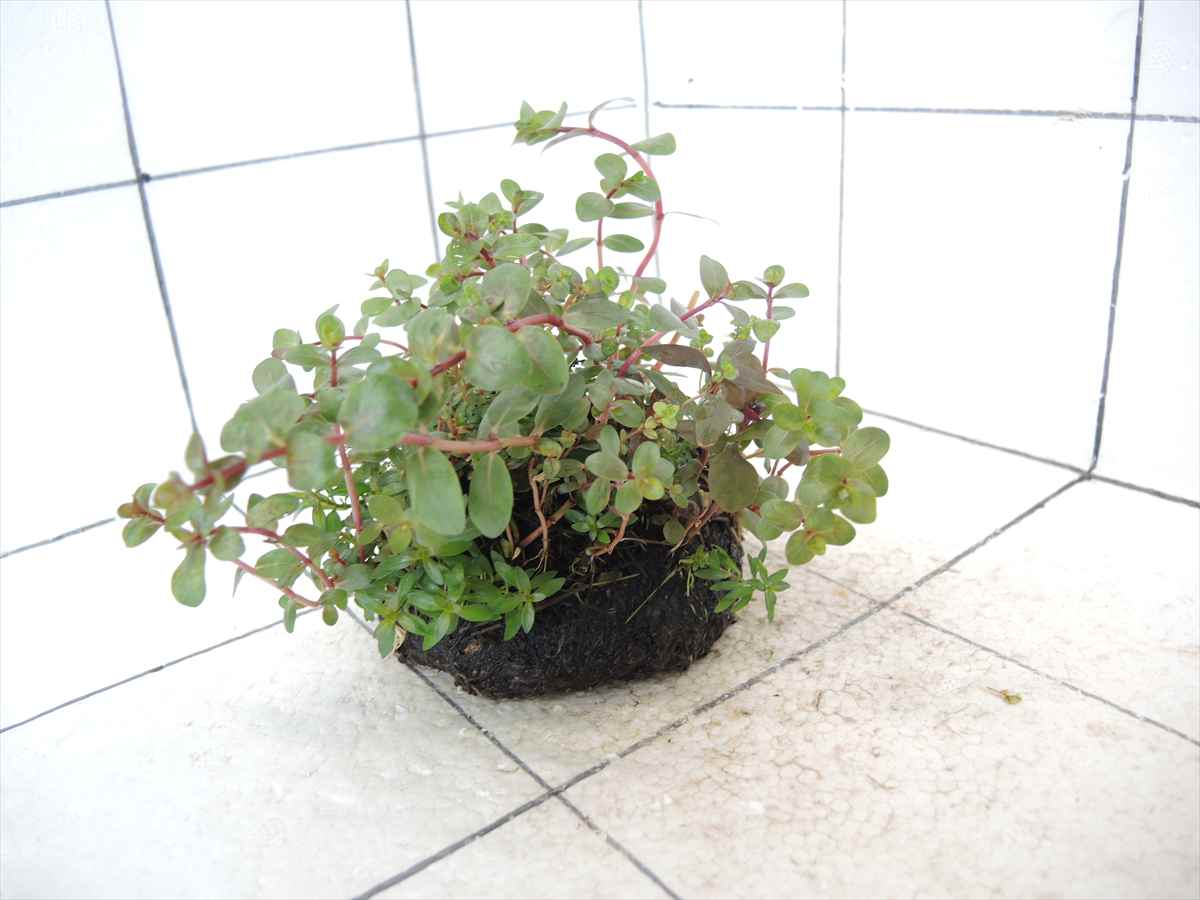 侘び草有茎草 (赤系) MIX No.1の写真4