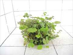 侘び草モスベース No.1