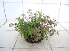 侘び草かれんNo.1