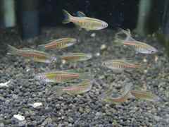 オレンジグリッターダニオ