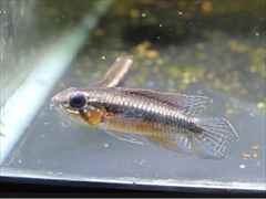 アピストグラマ・エリザベサエ スーパーレッド ペア