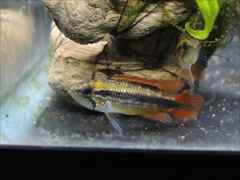 アピストグラマ・アガシジィ ダブルレッド ペア