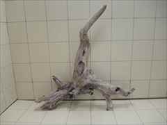 ADA ホーンウッドの販売(アクアマリン熊本)