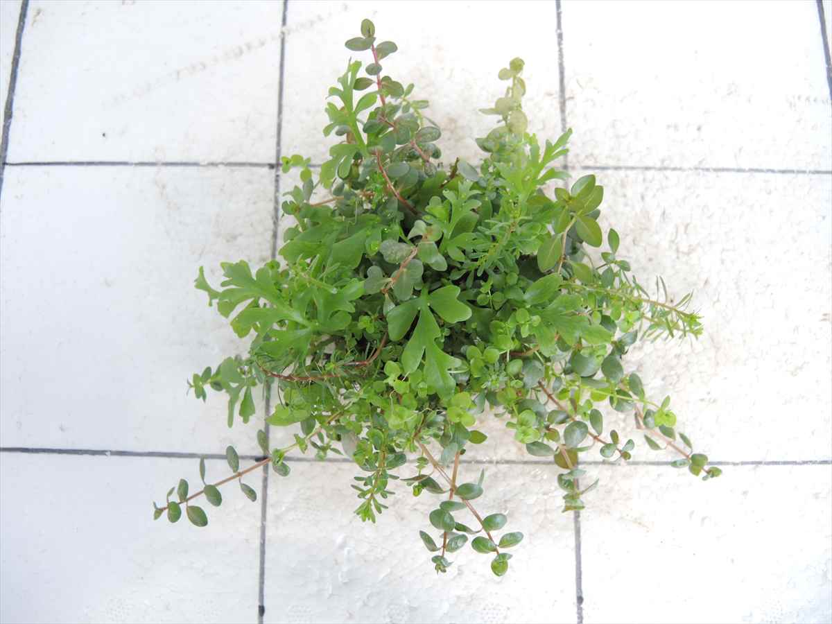 侘び草かれんNo.2の写真3