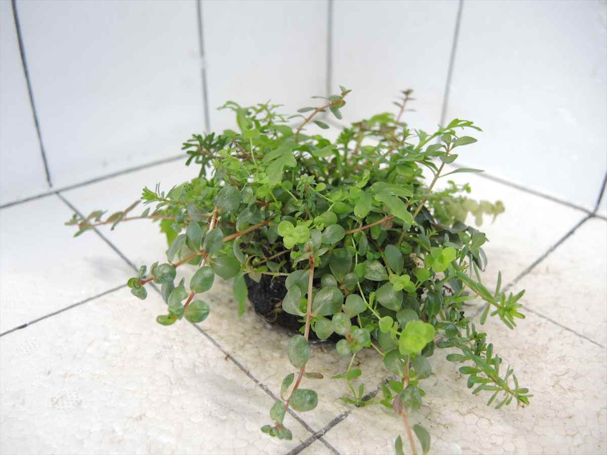 侘び草かれんNo.2の写真4