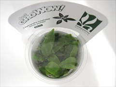 ラゲナンドラ ミーボルディーシルバーパウダーGROWOW