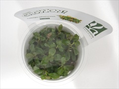 ルドウィジア スファエロカルパ GROWOW