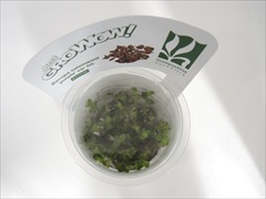 バコパ サルツマニー パープル SG GROWOW