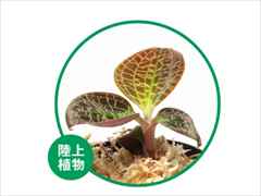 ドッシニア・マルモラータ