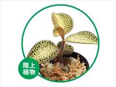 アネクトキルス ハイブリッド ライトダークフォーム