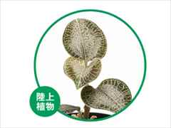 アネクトキルス・シッキメンシス