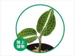 アネクトキルス sp. グリーンウィズホワイトネット