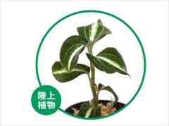 アネクトキルス・アルボリネアータス グリーンウィズホワイトセンター