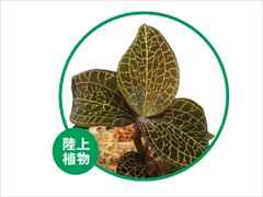 アネクトキルス aff. キナバルエンシス